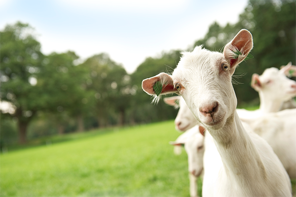 Ziegenmilch, die milde und nahrhafte Alternative