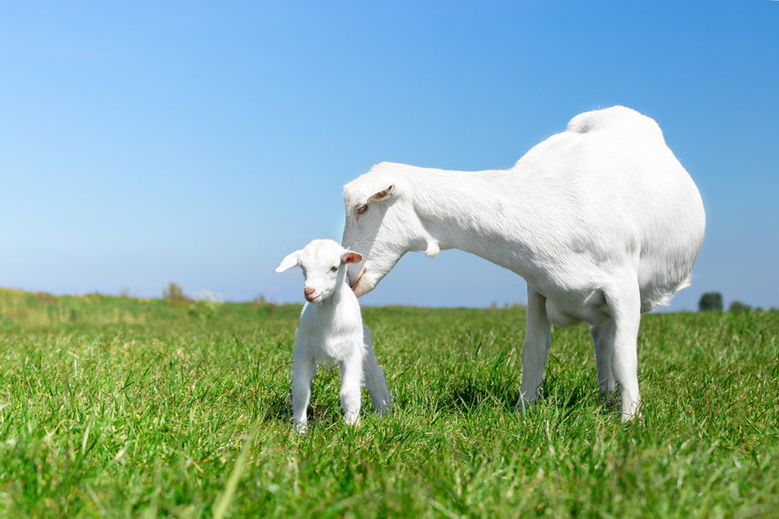 Ziegenmilch oder Kuhmilch? Was ist der Unterschied?