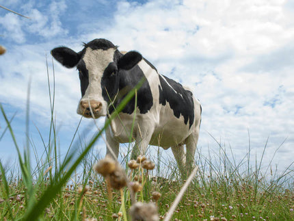 Ziegenmilch bei Kuhmilchallergie